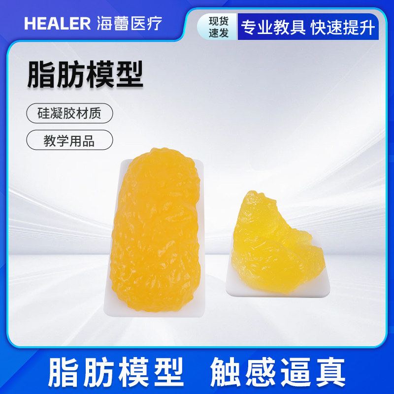 脂肪模型 培训展示 健身健康 脂肪组织 模拟 触感逼真 教学用品