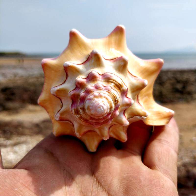 Conch shell craft gift decoration super large fish tank shell conch decoration conch toy specimen fish tank Landscape Collection