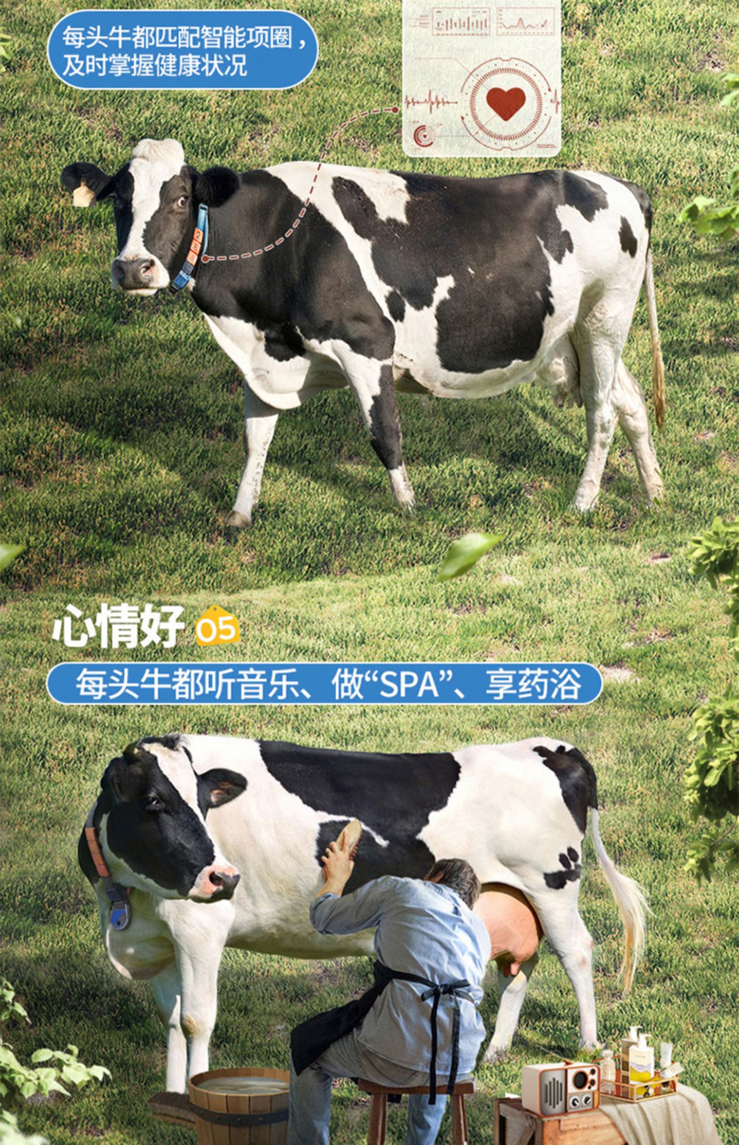 【认养一头牛】全脂纯牛奶250ml*24盒