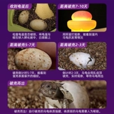 Фавориты плюс покупка и лимит подарочной инкубационной кабины черепах в одиночку, чтобы разместить заказы в одиночку