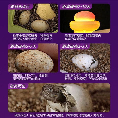 Фавориты плюс покупка и лимит подарочной инкубационной кабины черепах в одиночку, чтобы разместить заказы в одиночку