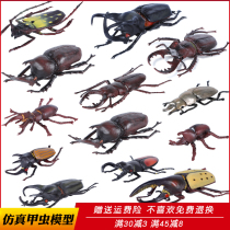 Simulation Beetle toy animal model insect Tianshou Beetle Beetle Beetle unicorn child cognitive gift