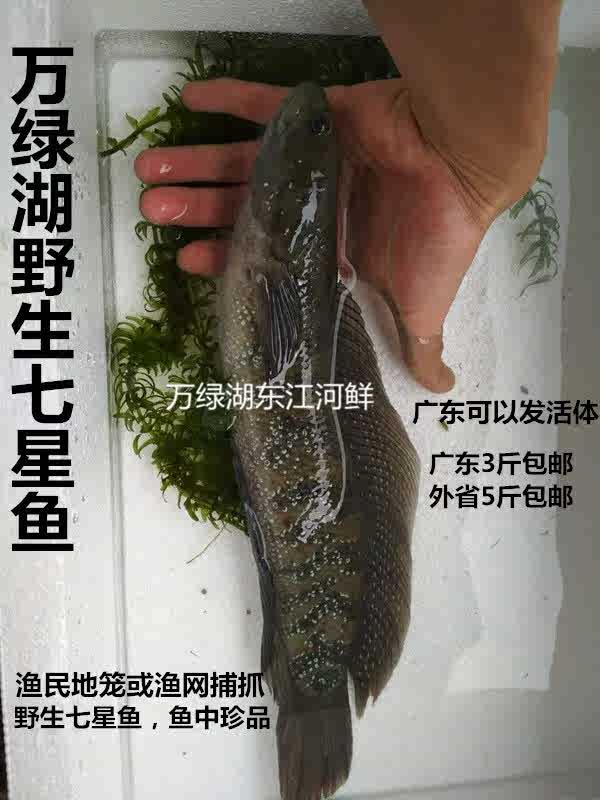七星鱼活体月鳢新鲜白点珍珠雷龙鱼肉食猛鱼外省宰杀发货鱼中珍品 七星鱼活体月鳢新鲜白点珍珠雷龙鱼肉食猛鱼外省宰杀发货鱼中珍品