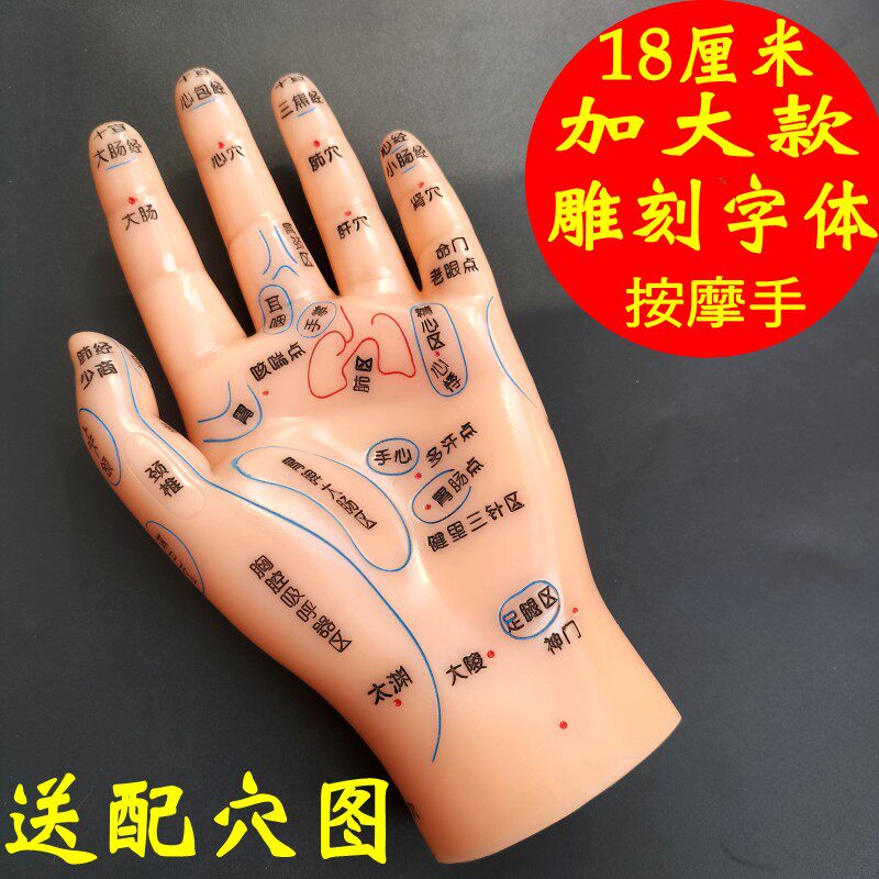 18cm超清晰软质刻字版手部按摩反射区穴位模型手掌模具手背送手图