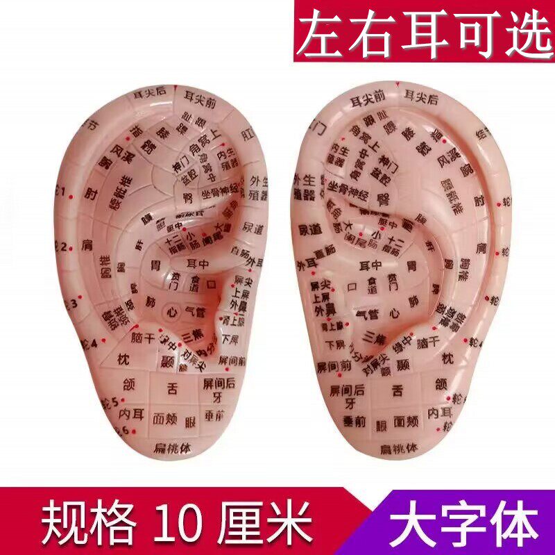 超清晰多穴位刻字耳穴模型耳部针灸穴位模型耳朵耳廓按摩理疗10cm