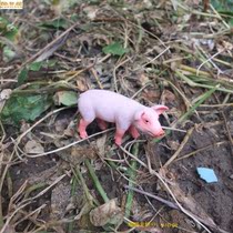 Zodiac pig safari livestock pig baby toy piggy static animal model doll specials