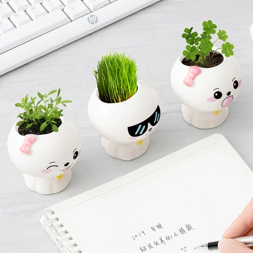 Подарок на день защиты детей, маленькое мини-милое настольное зеленое растение в горшке