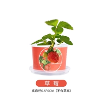 Рисовый белый маленький горшечный растительный раститель