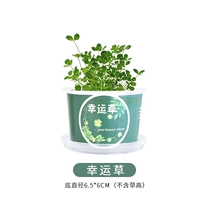 Оранжевая красный маленький горшечный растительный