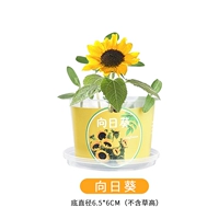 Розовая красная горшечная заводка