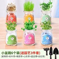 Роза красная