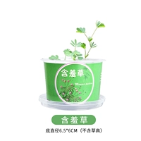 Черные маленькие горшечные растения-мимоза