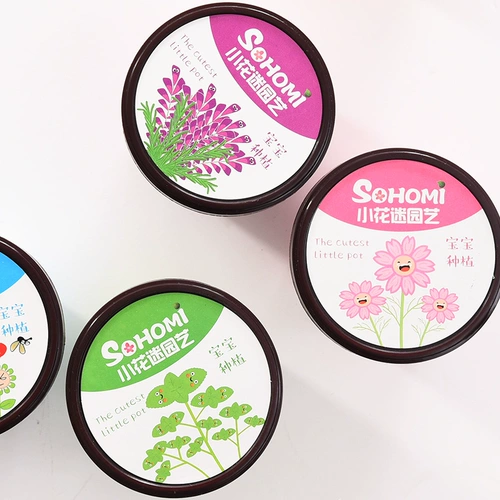 Творческий мини -горшечный офис Небольшой растение посадка на рабочем столе детской детский ролик