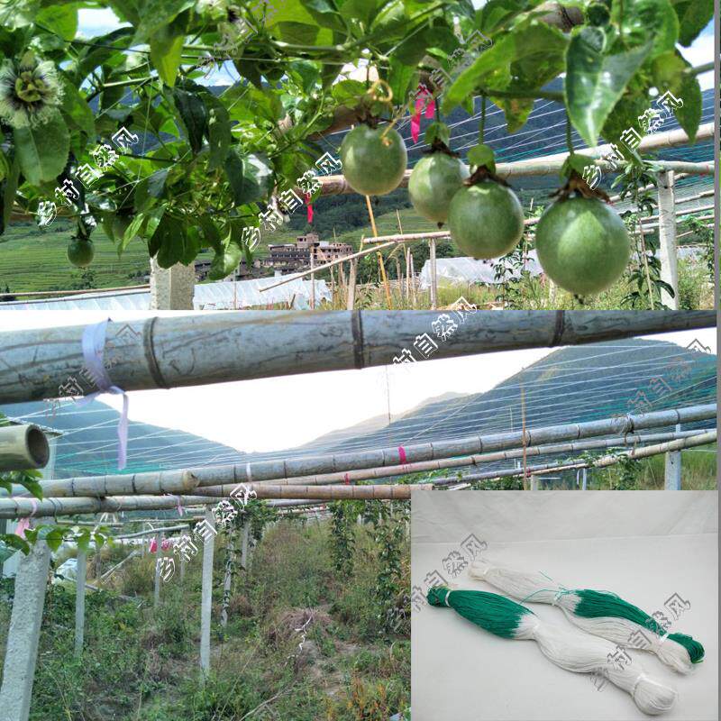 Agricultural vegetable cultivation Climbing Vine Net Cucumber Silk Melon Bean Corner Hanging Bagel Fruit Climbing Private Network Balcony Patron Fence Net