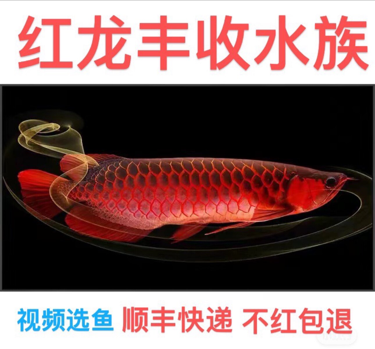 印尼红龙丰收水族