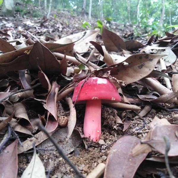 源源乡野特产