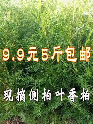 Now pick the side cypress leaves, flat cypress leaves, cypress branches, cypress trees, hair care, hair nourishment, black hair, dense hair, smoked bacon, smoked sausage