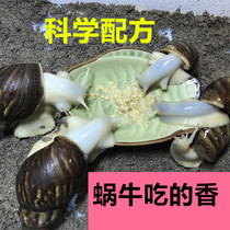 Wild Small Snail White Jade Snail Pet Feed Zero Food Infant Special Food Fine Feed Nutrition Raw Matching Calcium Powder