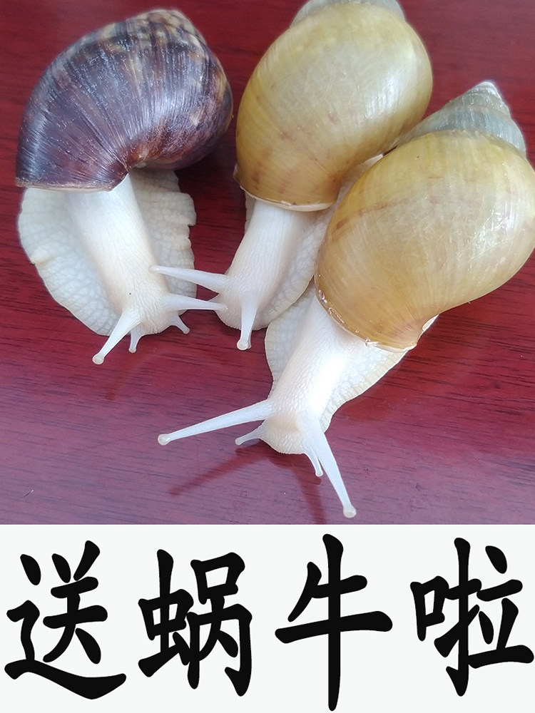 Pet snail White jade snail live student kindergarten Watch small snail farming Eat giant extra-large snail