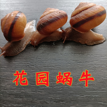 Living Pet Garden White Jade Pearl Snail Large Sized Giant Snail Kindergarten Small Snail Food Feed Snail