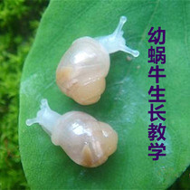 Young Snail Small White Jade Snail Pet Small Snail Living Boutique Student Kindergarten Ornamental Experiment Snail Plan