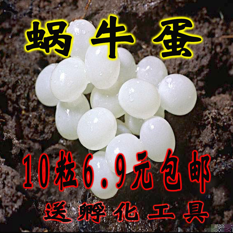 White Jade Snail Eggs Snail Eggs Hatching Eggs Snails Eggs With Life Eggs Can Hatch Snail Egg Package Students