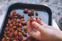 Shiran national craft Grass dye Plant dye Yellow gardenia yellow dye Chinese herbal medicine one pound