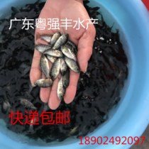 A large number of tilapia fry supply fresh water release fry supply sale of hybrid tilapia fry Express