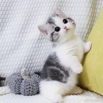 American Shorthair Kitten American Shorthair Cat Tabby Fold Mankikan Short-footed Kitten Live Pet Cat Live Animal