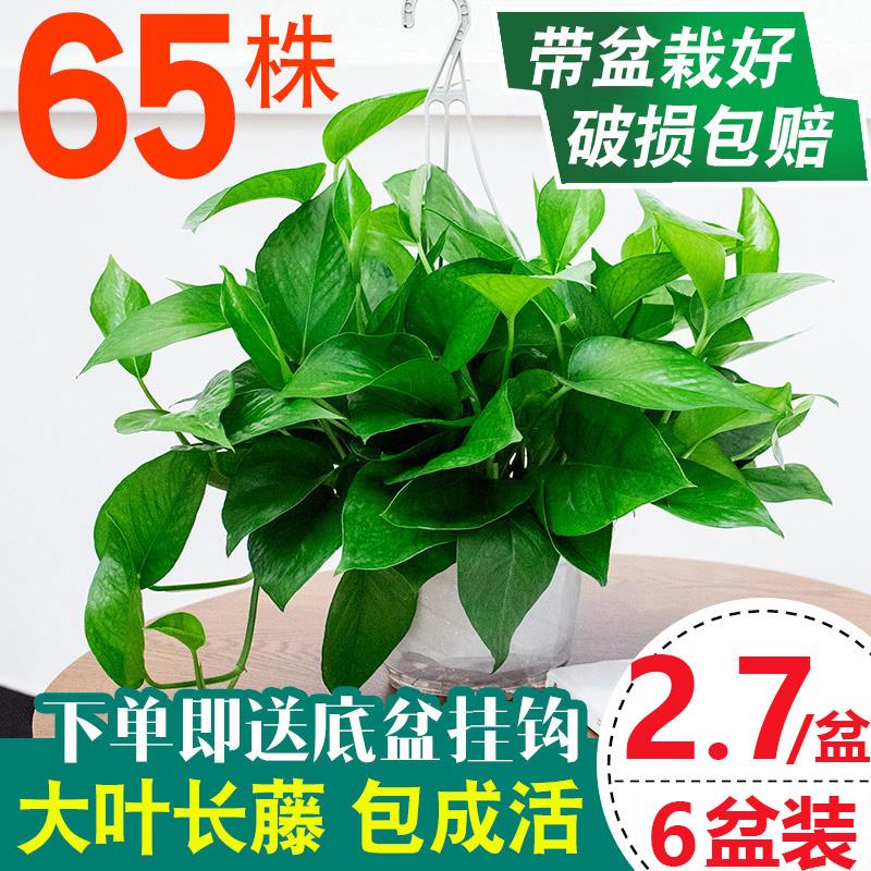 Golden Kudzu potted plant Flower hydroponic orchid flower viewing green plant Indoor formaldehyde purification air Big Golden Kudzu