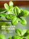 High-End Artificial Tree Japanese Bellflower and Horse-Dranker Tree Green Plant Potted Plant Artificial Tree Indoor Living Room Decoration Ornament