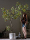 Simulated Green Plants, Artificial Flower Trees, Island Spring Flowers, Bionic Plants, Indoor Living Room Floor-Standing Ornaments, Potted Plants, Window Landscaping