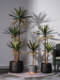 Nordic Artificial Dragon Blood Tree Potted Plant, Succulent Green Plant, Fake Tree for Indoor Living Room, Shop Landscaping, Floor-Standing Decorative Ornament