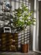 Nordic ins Style Artificial Lemon Tree Fake Tree Green Plant Potted Decoration for Living Room, Window Display, Clothing Store Plant Ornament