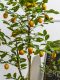 Nordic ins Style Artificial Lemon Tree Fake Tree Green Plant Potted Decoration for Living Room, Window Display, Clothing Store Plant Ornament