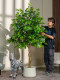 Artificial Green Plant Climbing Banyan Tree Fake Tree Happiness Tree Artificial Plant Living Room Interior Decoration Artificial Tree Floor-Standing Ornament