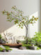 Simulated Green Plants, Artificial Flower Trees, Island Spring Flowers, Bionic Plants, Indoor Living Room Floor-Standing Ornaments, Potted Plants, Window Landscaping