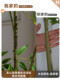 High-End Light Luxury Artificial Green Plant, Artificial Bamboo, Simulated Indoor Living Room Large Floor-Standing Potted Plant, Landscaping Artificial Tree