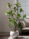 Artificial Green Plant Lily Bamboo Indoor Living Room Large Floor-Standing Ornament Fake Tree High-End Bionic Plant Tree Landscaping