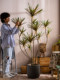 Large Artificial Millennium Tree, Dragon's Blood Tree, Green Plant, Fake Tree, Indoor Living Room Window Display Decoration, Bionic Potted Plant
