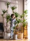 Large Artificial Millennium Tree, Dragon's Blood Tree, Green Plant, Fake Tree, Indoor Living Room Window Display Decoration, Bionic Potted Plant