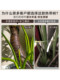 Simulated Tropical Green Plant Monstera Artificial Tree Bionic Plant Indoor Living Room Large Landscaping Floor-Standing Ornament in Antique Style