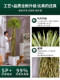Light Luxury High-End Artificial Green Plant Dracaena Millenaria Fake Tree Indoor Living Room Decoration Floor-Standing Ornament Potted Plant