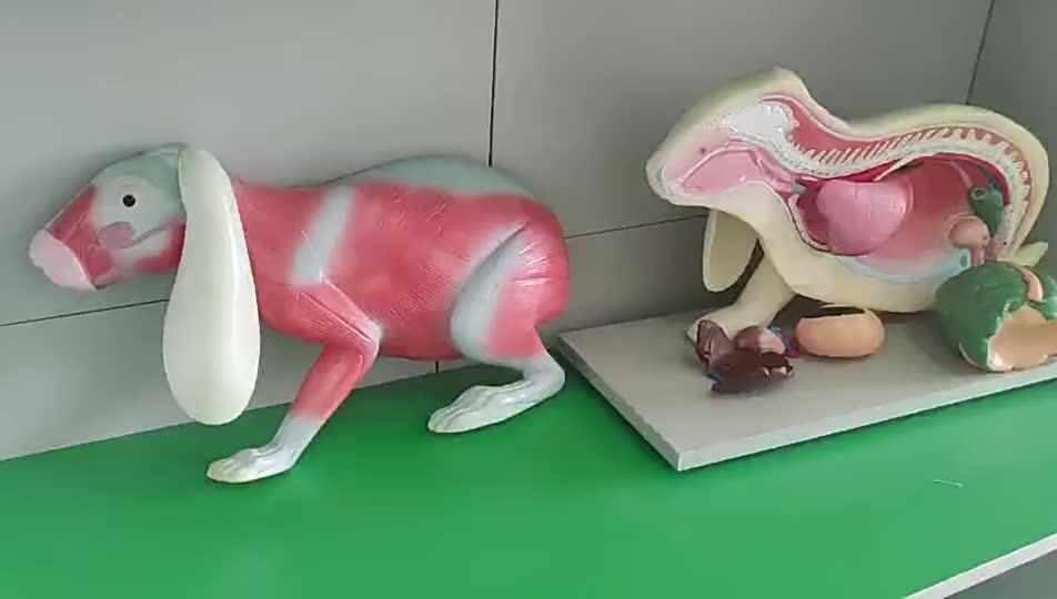 Anatomical Animals Model Medical School Class Display Teaching Model