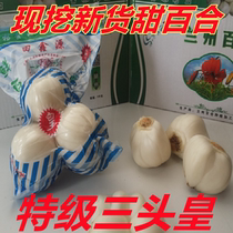 Lanzhou lily fresh lily edible sweet lily special grade raw sweet lily Gansu special-born fruit lilies 500g grams