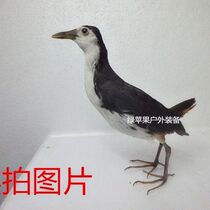 Boutique White Face Water Chicken Specimen White Face Water Chicken Fake Coal Model Outdoor Supplies White Face Water Chicken Fake Coal Pendulum Model