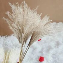 Take pictures at home props natural Reed dried flowers bouquet wheat ears dried flowers simulation flowers pastoral decoration ins Photo Channel