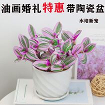 Oil painting wedding hydroponic plant indoor living room green plant flower office desktop anti-radiation potted water raising orchid orchid