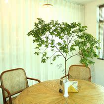 Japan Horse Drunk Wood Flat Substitute Male Tree Fresh Cut Water Peo Nordic Living Room Decoration Net Red Green Plant Water Raising Potted Plants