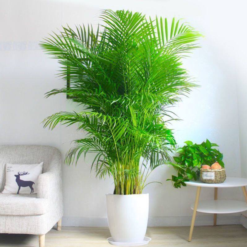 Shivering with the same loose-tailed sunflower indoor potted living room suction formaldehyde to raise green plant large plant anchoytail bamboo